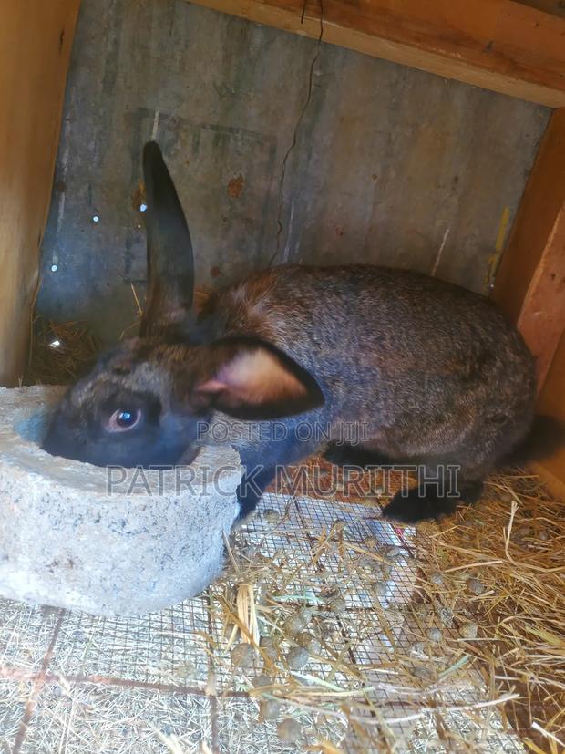 Rabbits for Sale - thumbnail 5