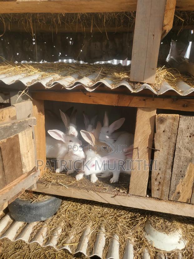 Rabbits for Sale - thumbnail 6