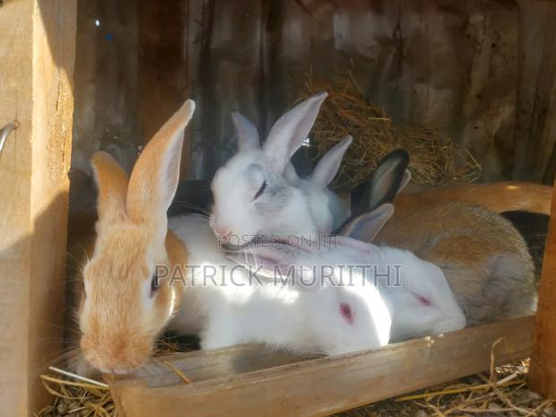 Rabbits for Sale - thumbnail 8