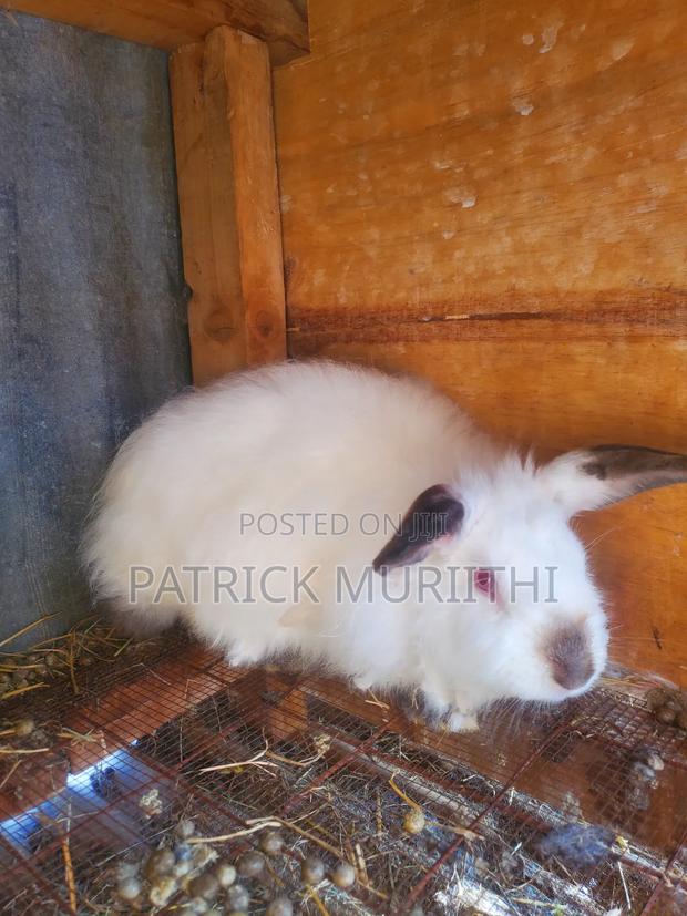 Rabbits for Sale - thumbnail 10
