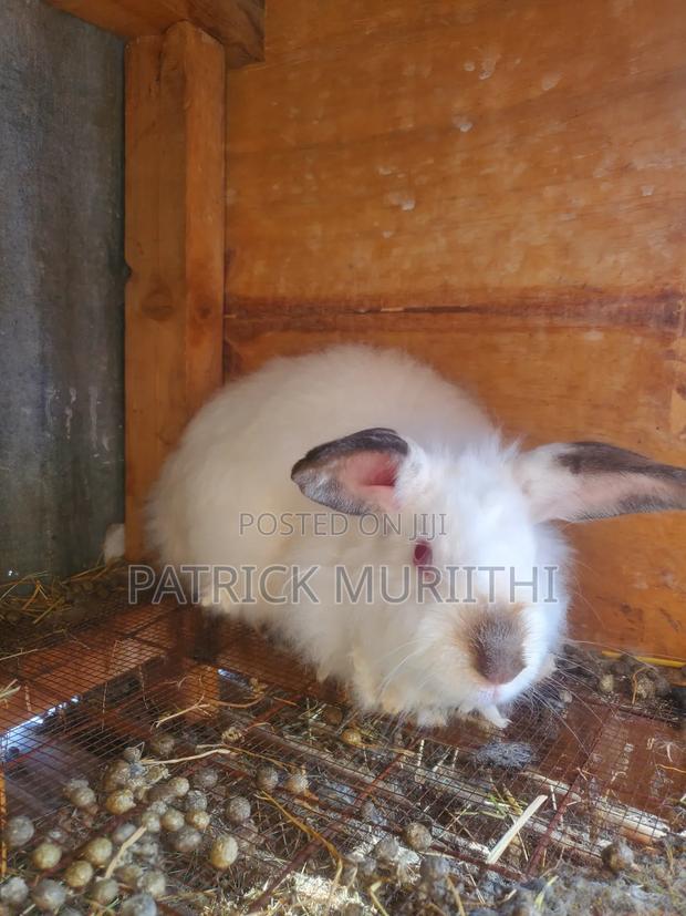 Rabbits for Sale - thumbnail 12