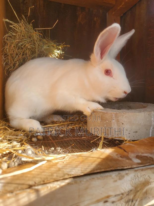 Rabbits for Sale - thumbnail 15