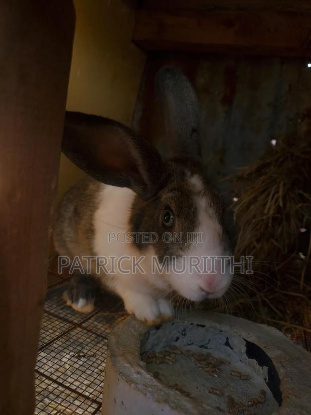 Rabbits for Sale - thumbnail 16