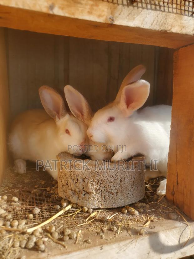 Rabbits for Sale - thumbnail 18