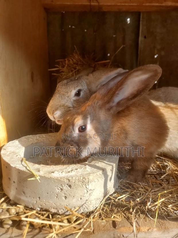Rabbits for Sale - thumbnail 19