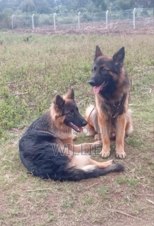 6-12 months Male Purebred German Shepherd - main view