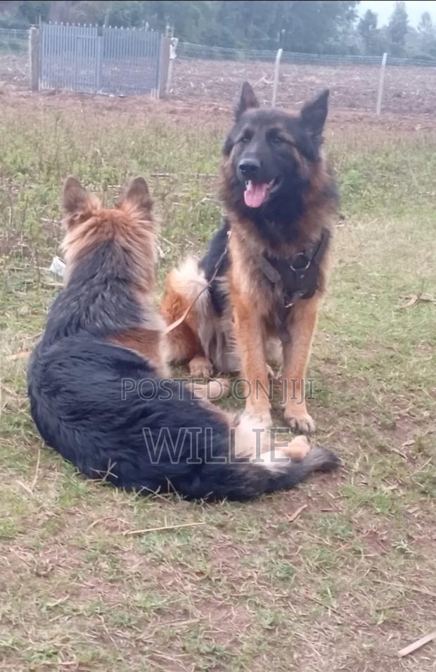 6-12 months Male Purebred German Shepherd - thumbnail 4