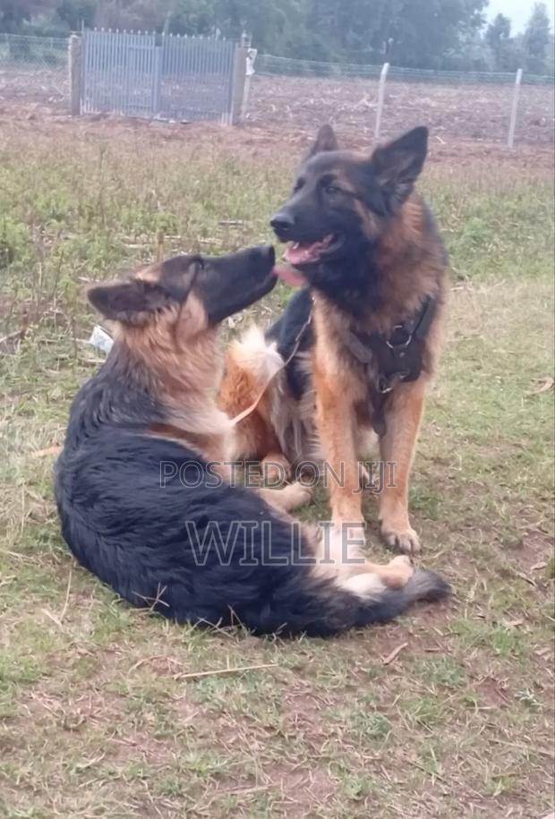 6-12 months Male Purebred German Shepherd - thumbnail 5