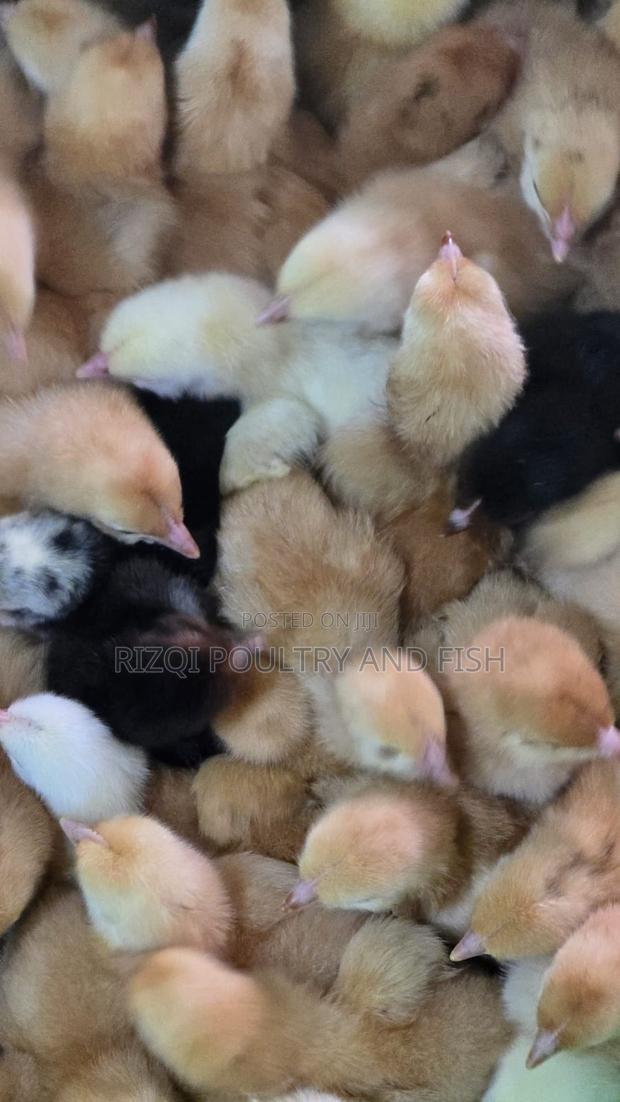 Improved Kienyeji Day-Old Chicks for Sale – Healthy Strong