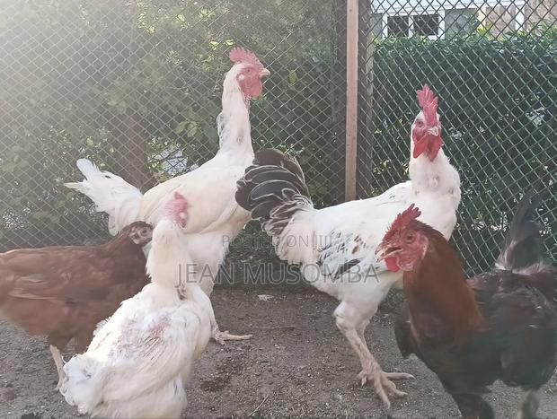 Kienyeji Chicken for Sale