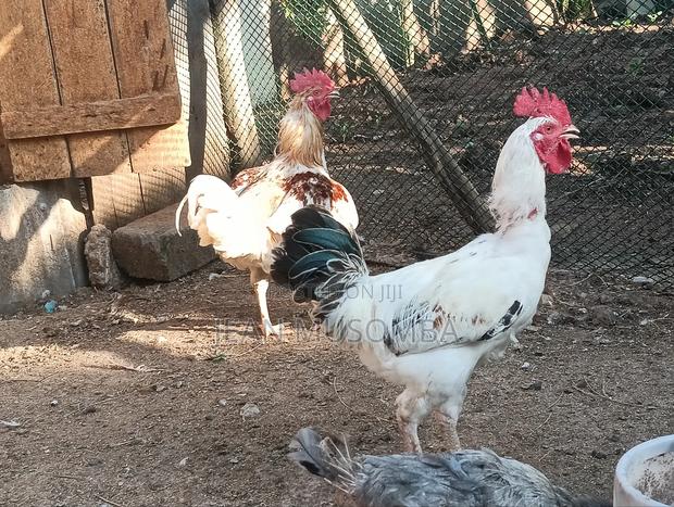 Kienyeji Chicken for Sale - thumbnail 2