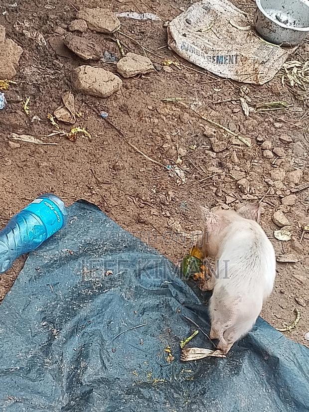 Pigs One Month Old - main view