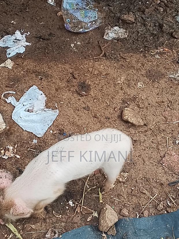 Pigs One Month Old - thumbnail 2