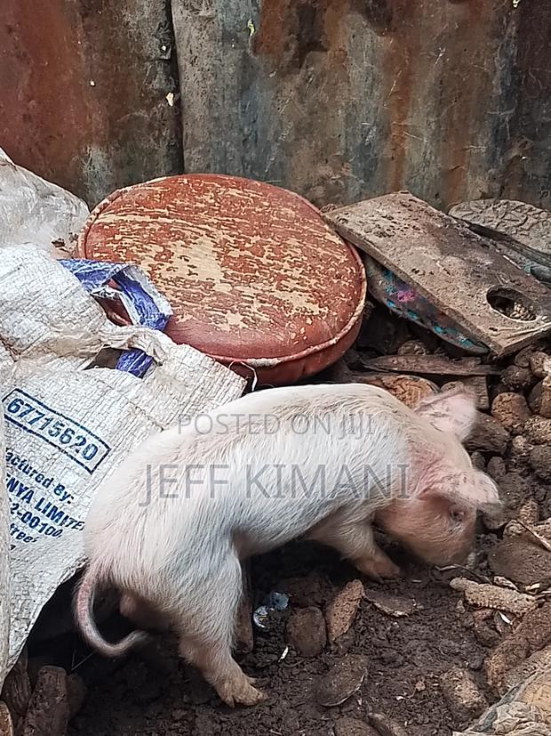 Pigs One Month Old - thumbnail 3