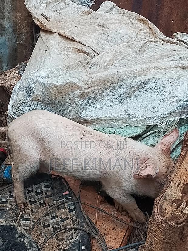 Pigs One Month Old - thumbnail 4