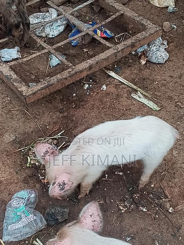 Pigs One Month Old - thumbnail 5