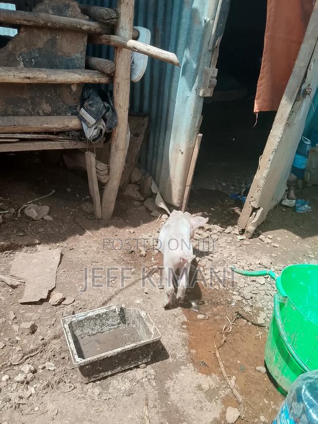 Pigs One Month Old - thumbnail 6