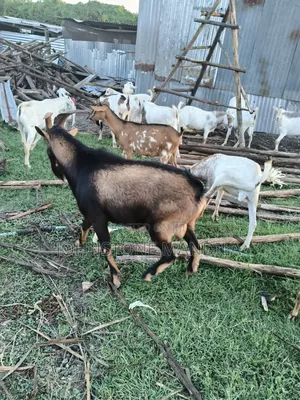 Pure Breeding Dairy German Alpine Buck