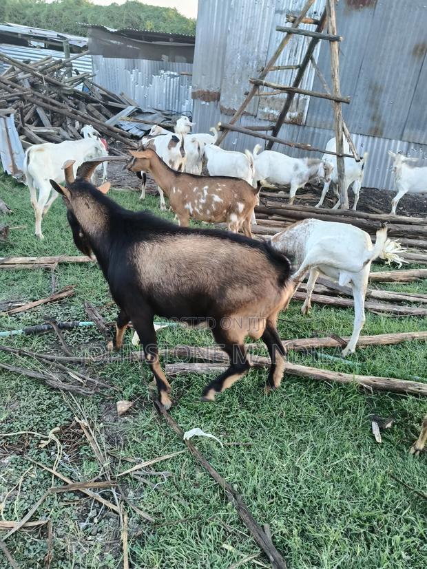Pure Breeding Dairy German Alpine Buck