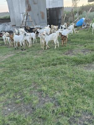 Quality Goats With Tender Meat - main view