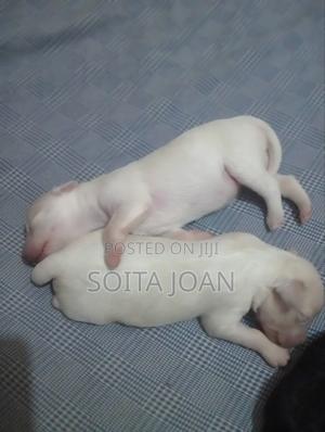 0-1 month Male Purebred Maltese - thumbnail 2