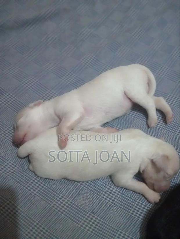 0-1 month Male Purebred Maltese - main view