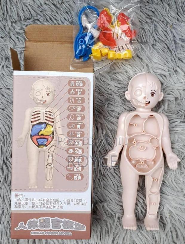 Diy Assemble Human Organ Model - main view