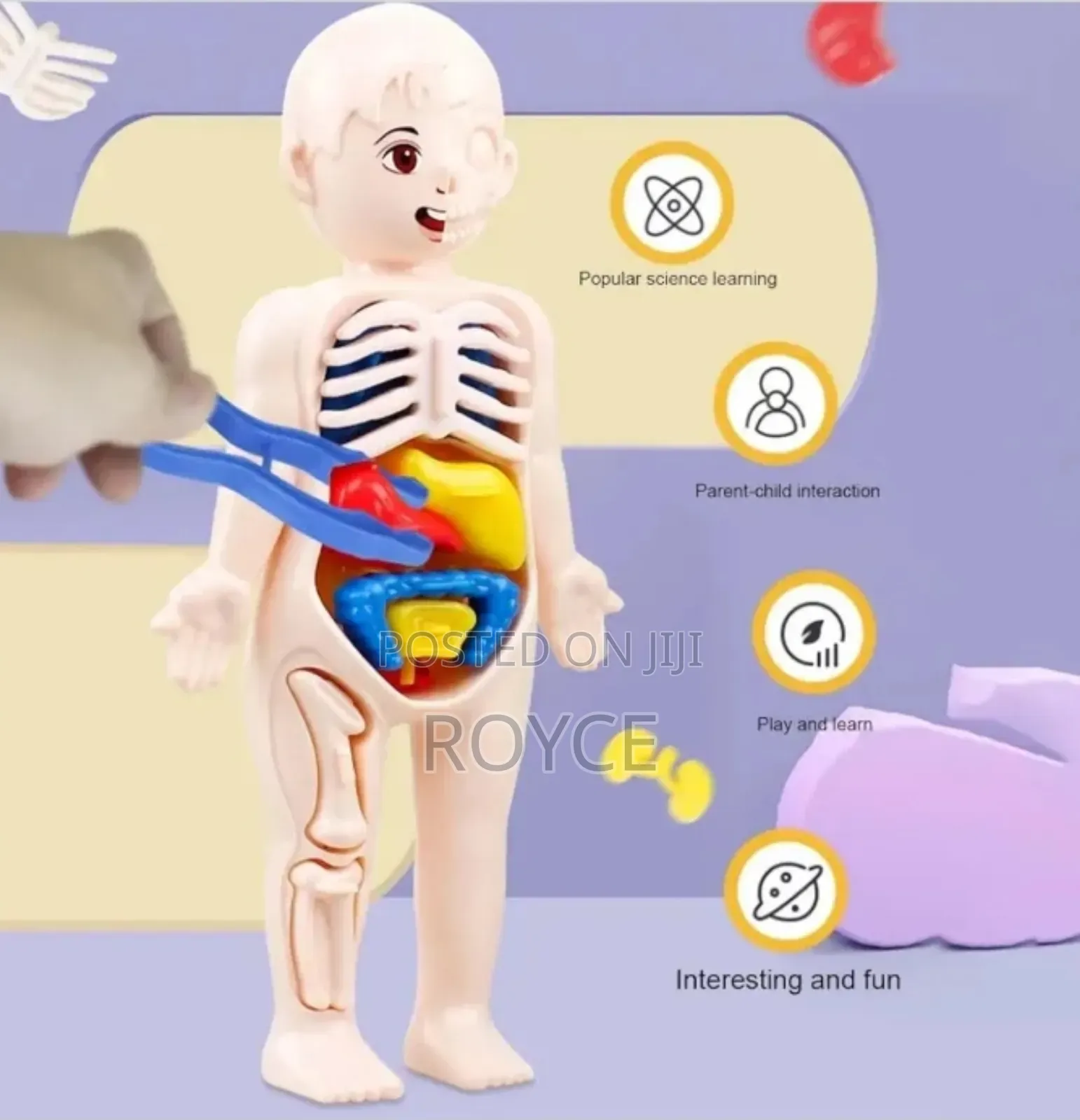 Diy Assemble Human Organ Model