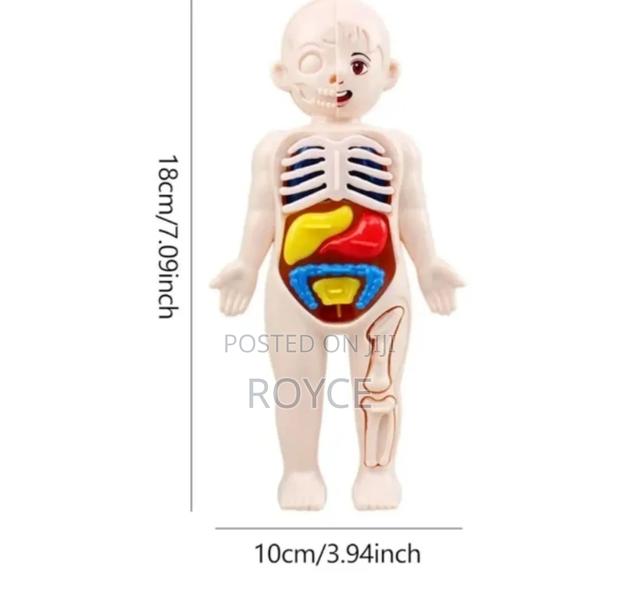 Diy Assemble Human Organ Model - thumbnail 2