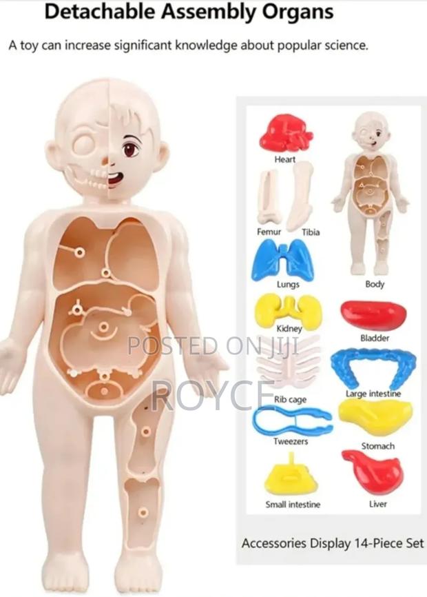 Diy Assemble Human Organ Model - thumbnail 4