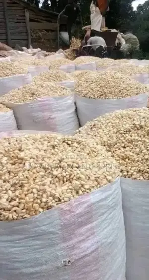 Kitale Maize Sellers