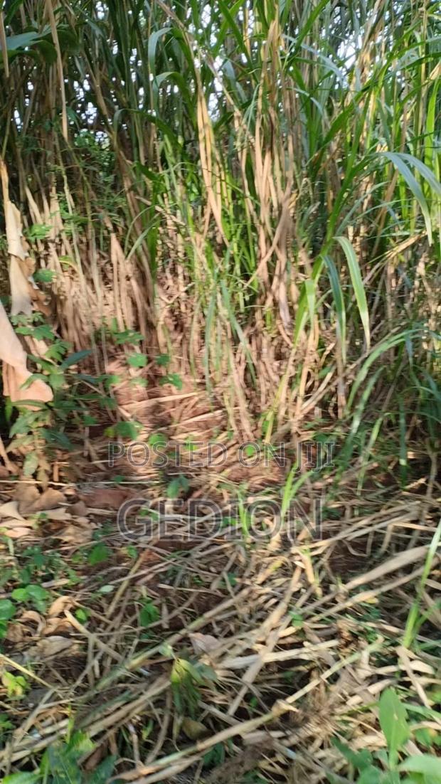 0.25 Actere Plume Plot For Sale - thumbnail 3