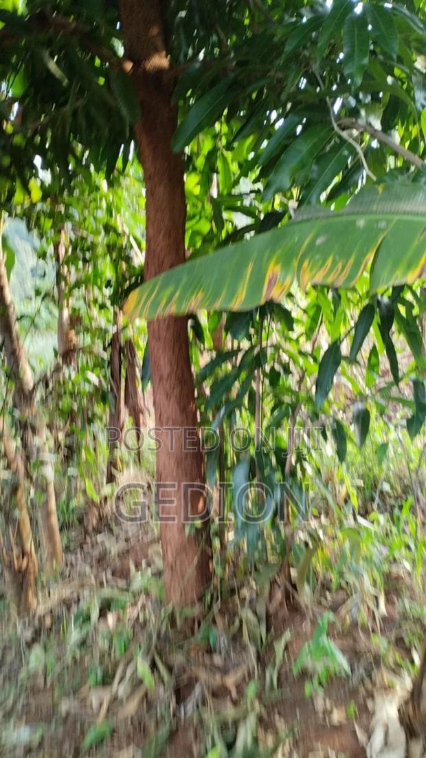 0.25 Actere Plume Plot For Sale - thumbnail 4