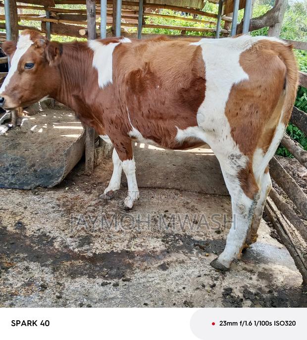 Incalf Heifers and Milkers - main view
