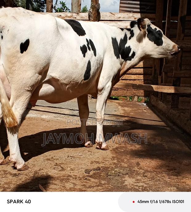 Incalf Heifers and Milkers - thumbnail 2