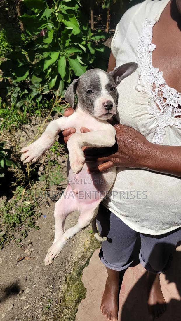 1-3 months Male Purebred American Pit Bull Terrier