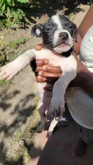 1-3 months Male Purebred American Pit Bull Terrier