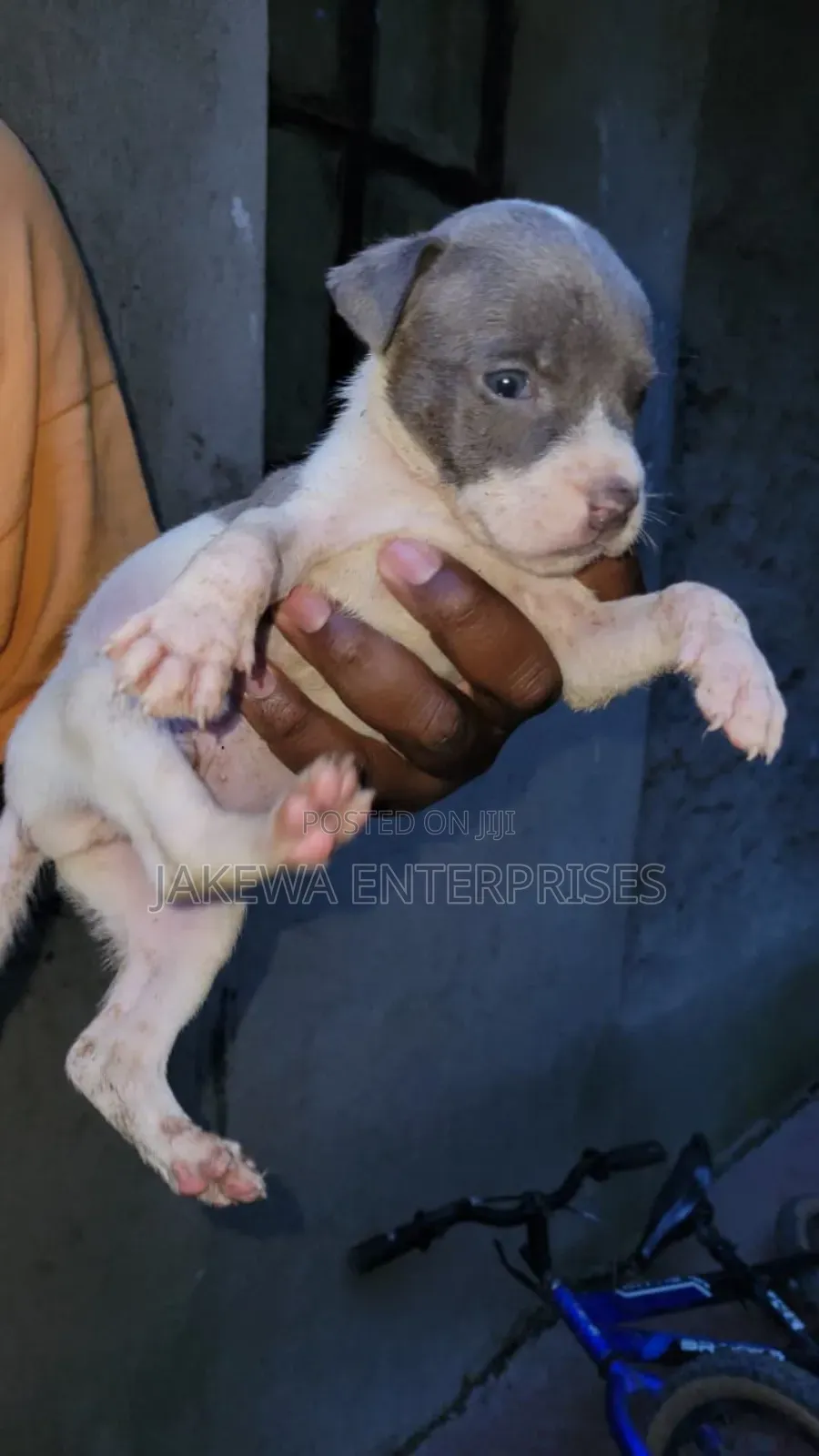 1-3 months Male Purebred American Pit Bull Terrier
