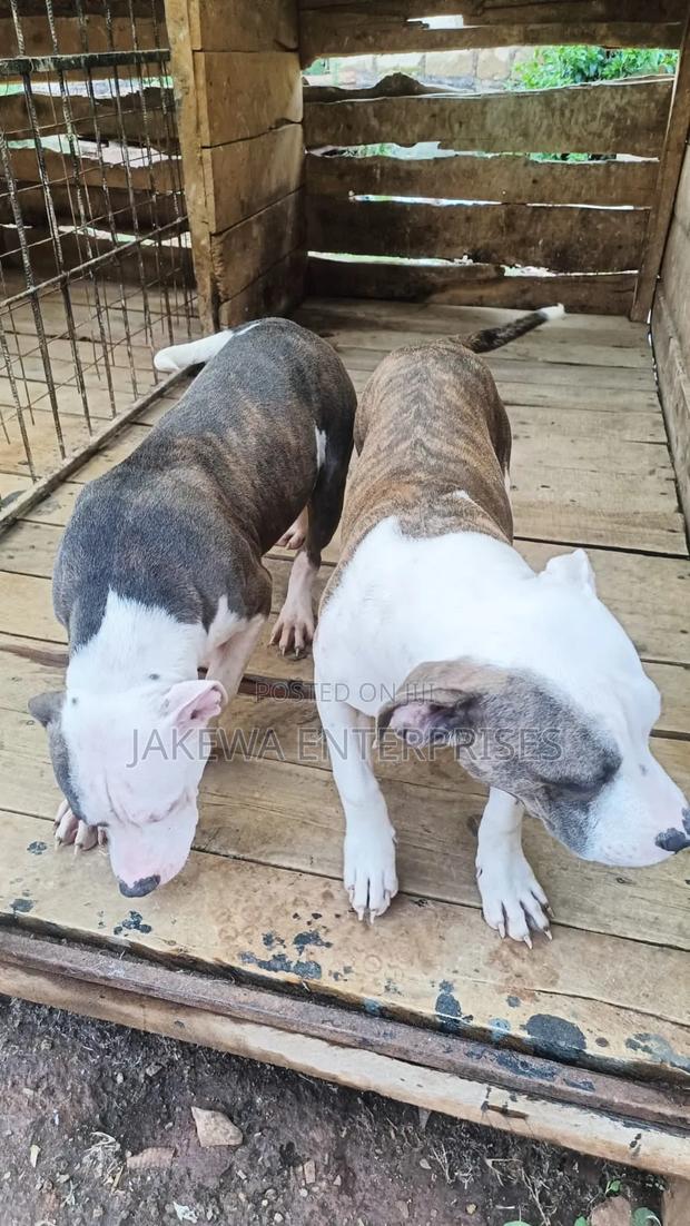 3-6 months Female Purebred American Pit Bull Terrier