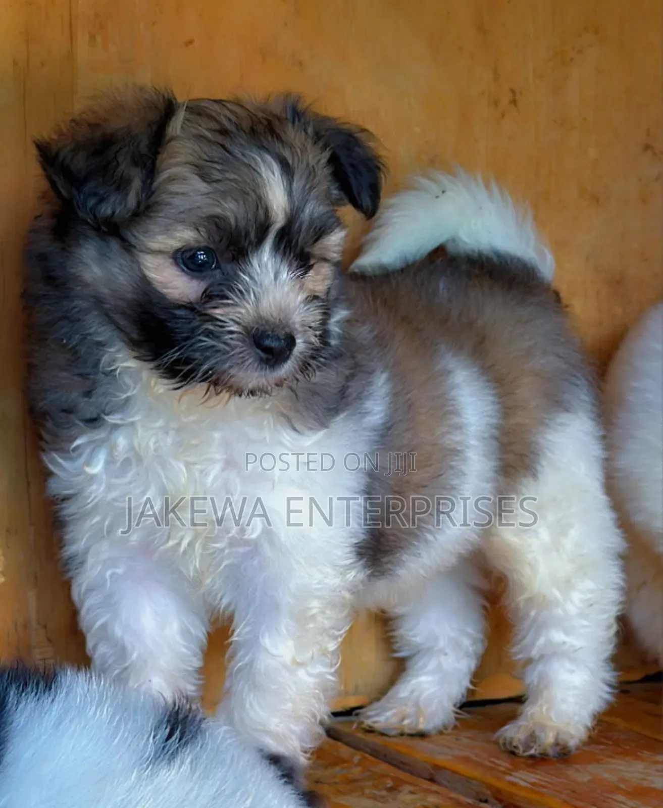 1-3 months Male Purebred Havanese