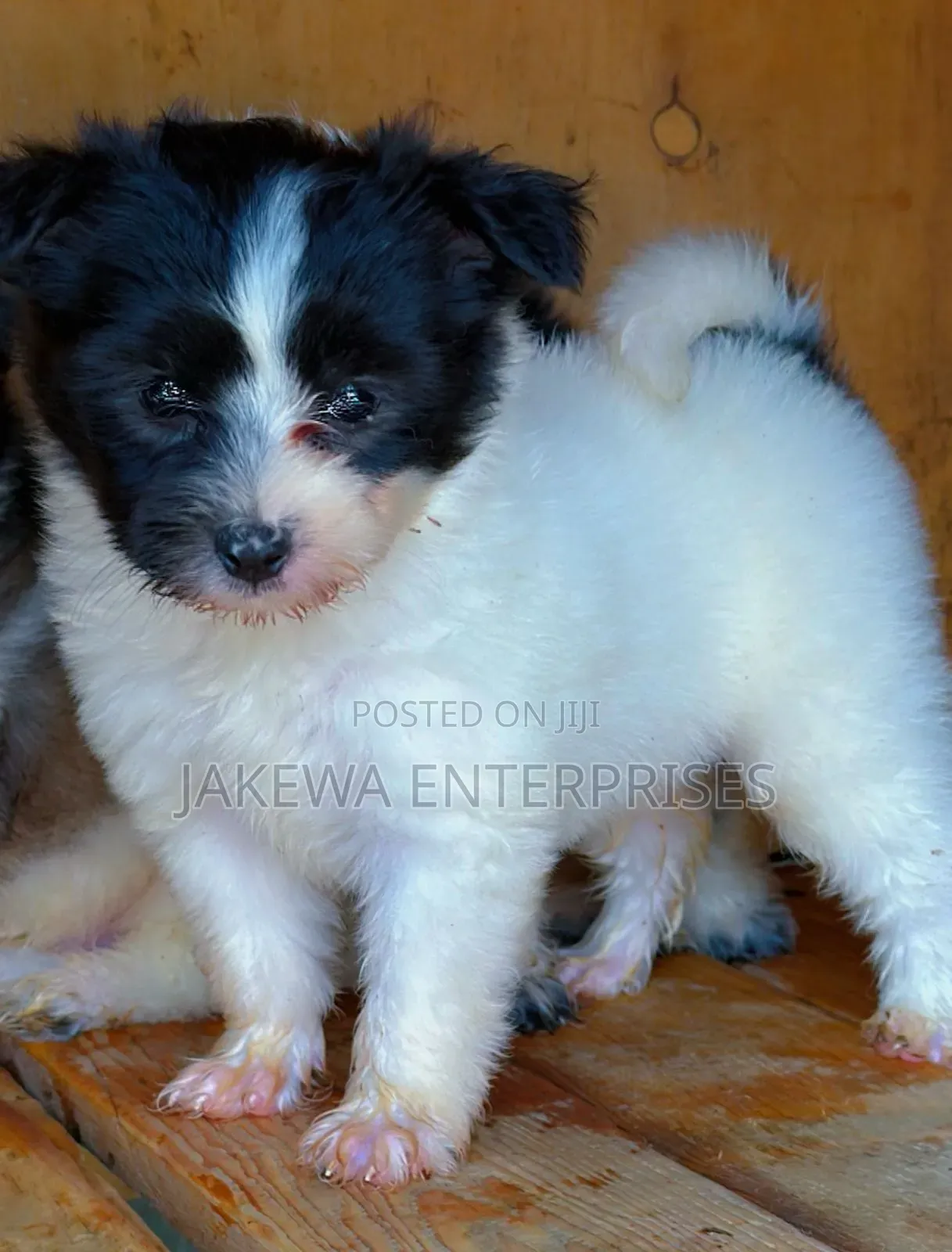1-3 months Female Purebred Havanese