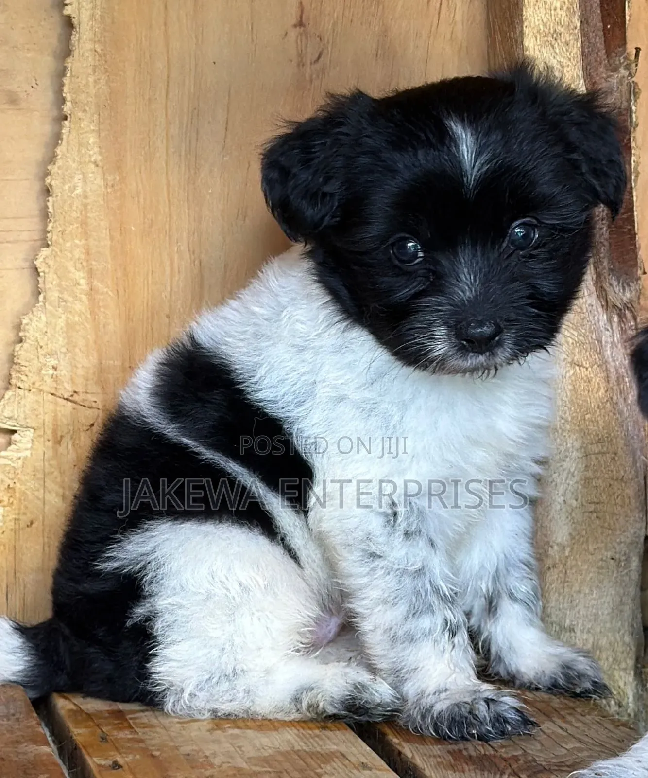 1-3 months Male Purebred Havanese