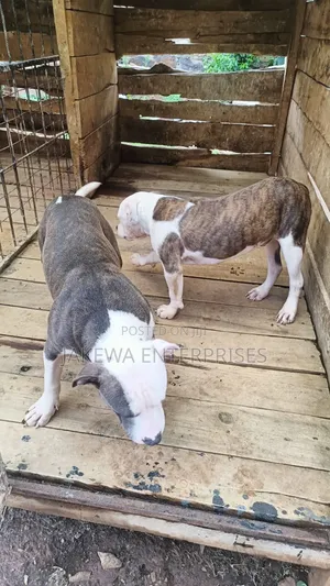 6-12 months Male Purebred American Pit Bull Terrier
