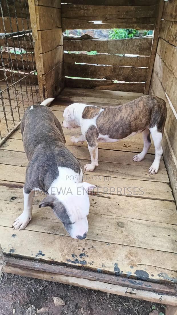 6-12 months Male Purebred American Pit Bull Terrier
