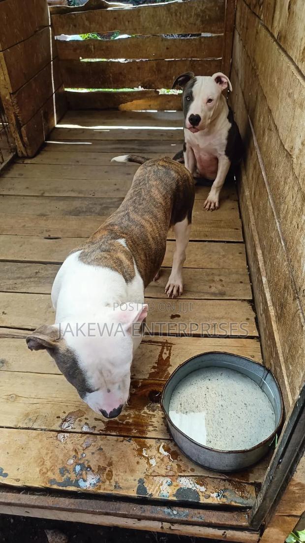 6-12 months Male Purebred American Pit Bull Terrier