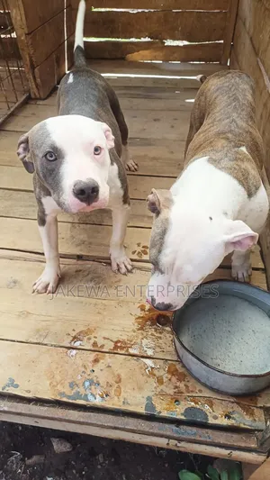 6-12 months Male Purebred American Pit Bull Terrier
