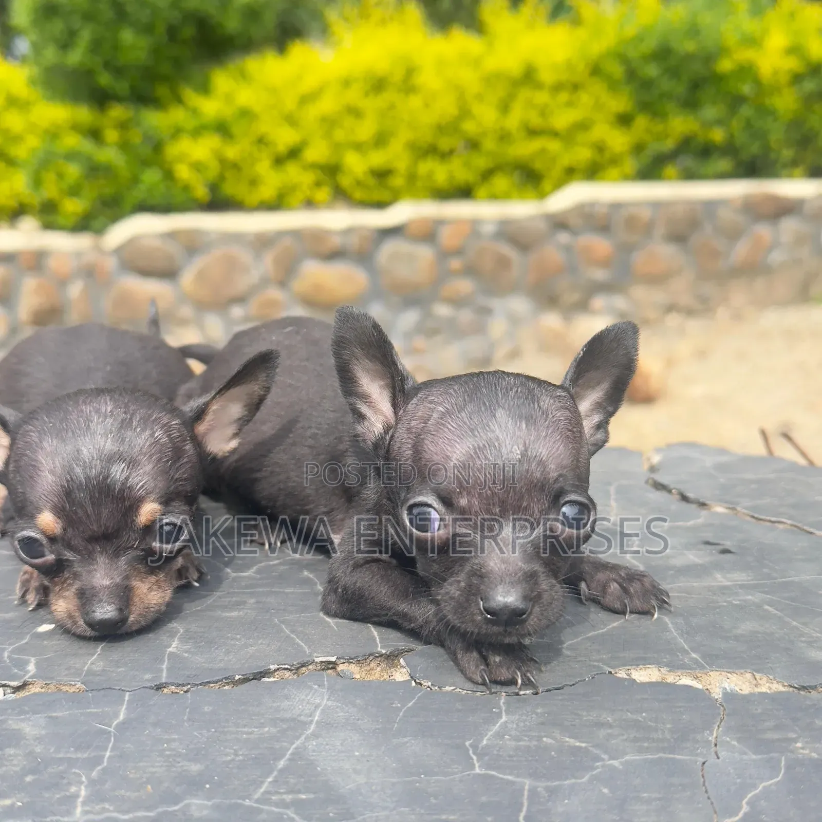 1-3 months Male Purebred Chihuahua