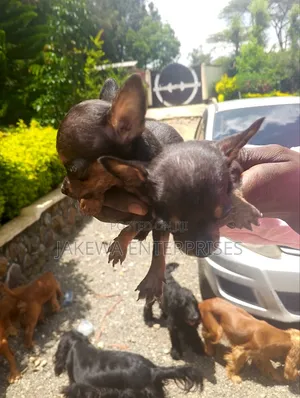 1-3 months Female Purebred Chihuahua