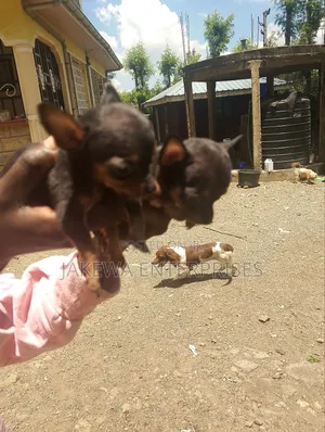 1-3 months Male Purebred Chihuahua