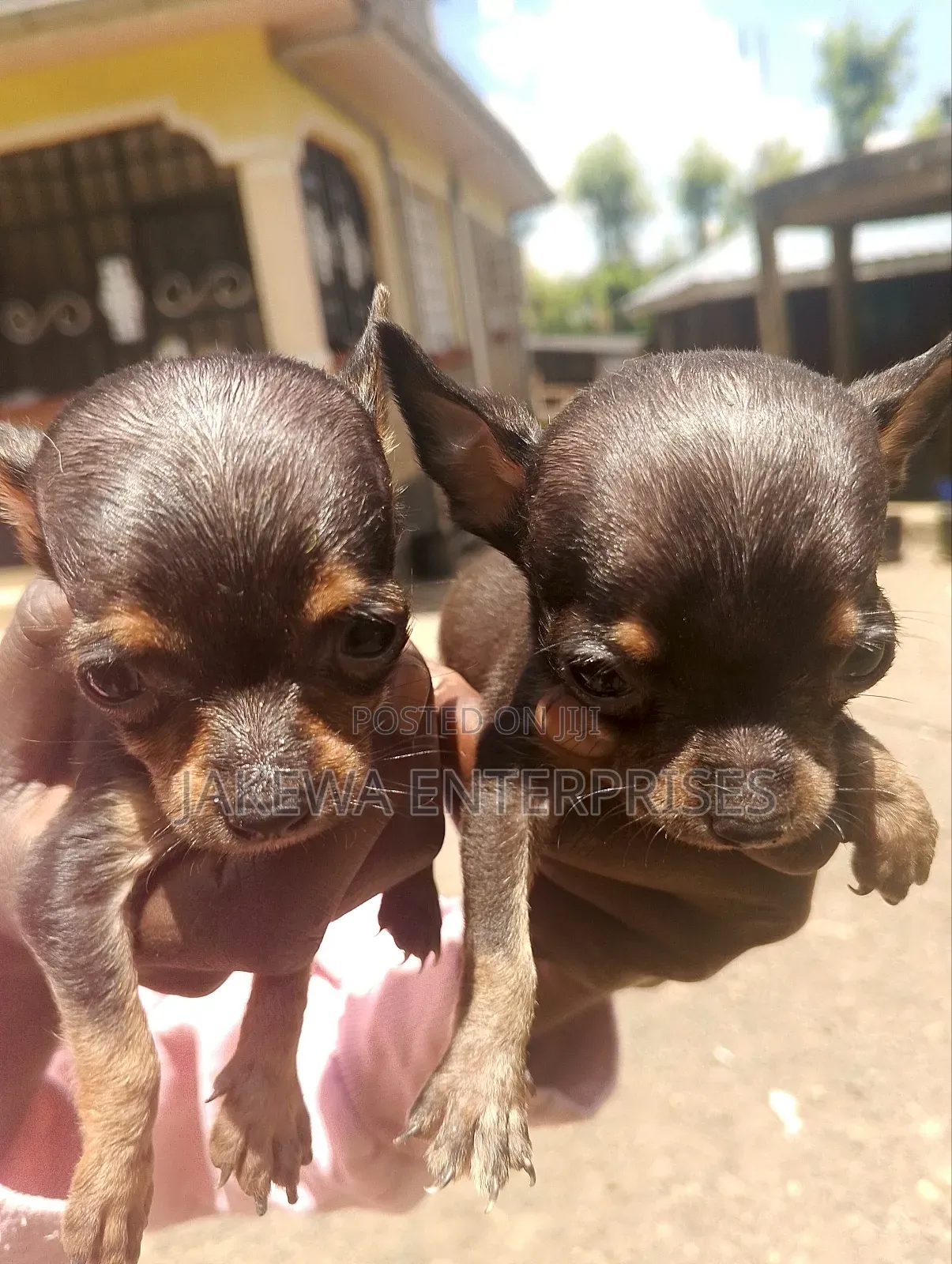 1-3 months Male Purebred Chihuahua